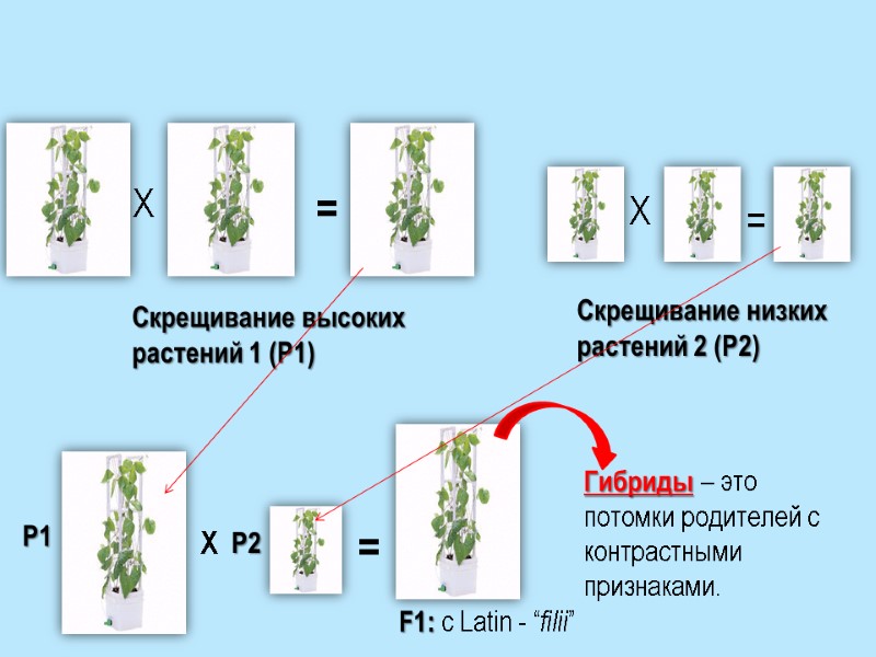 X = x = X = Скрещивание высоких растений 1 (P1) Скрещивание низких растений